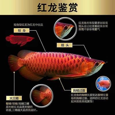紅龍魚幼苗和金龍魚幼苗區別在哪：紅龍魚幼苗和金龍魚幼苗在外觀上有幾個明顯的區別