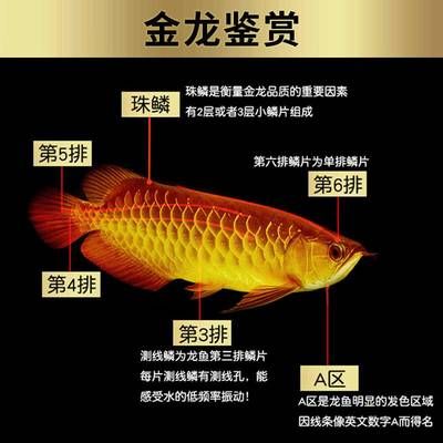 紅龍魚幼苗和金龍魚幼苗區別在哪：紅龍魚幼苗和金龍魚幼苗在外觀上有幾個明顯的區別