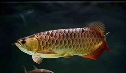 高背過背金龍魚怎樣區分（高背金龍魚和過背金龍魚在外觀上有幾點顯著的區別）