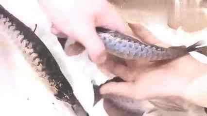 高背過背金龍魚怎樣區分（高背金龍魚和過背金龍魚在外觀上有幾點顯著的區別）