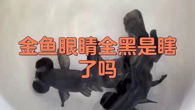 如何判斷黑龍睛金魚是否健康？
