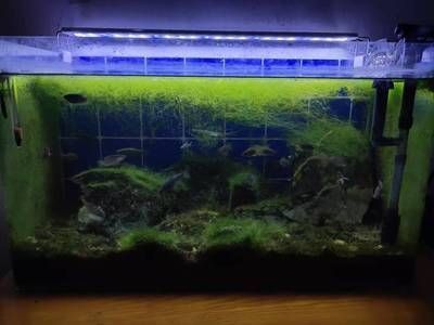 魚缸一般多久放一次鹽,海水魚缸加鹽的最佳時機 龍魚百科 第4張 魚缸一般多久放一次鹽,海水魚缸加鹽的最佳時機 魚缸一般多久放一次鹽,海水魚缸加鹽的最佳時機 龍魚百科 第4張