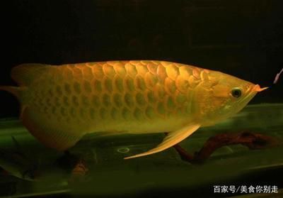 金龍魚(yú)肉質(zhì)如何