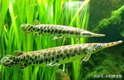 大青龍魚是什么魚類：大青龍魚并不是一個標準的分類術語，但在搜索結果中可能會被混淆