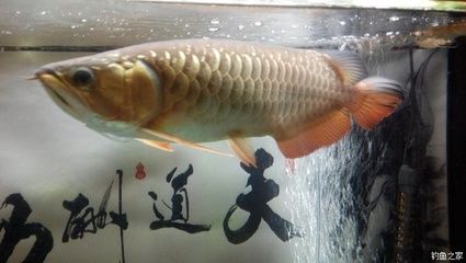 龍魚(yú)好吃嗎？：龍魚(yú)的口感因烹飪方式和個(gè)體差異而有所不同