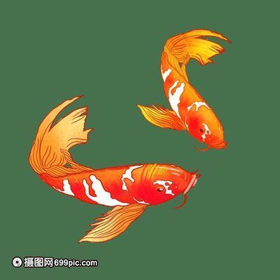 龍魚(yú)缸養(yǎng)錦鯉好嗎：將錦鯉養(yǎng)在原本為龍魚(yú)準(zhǔn)備的魚(yú)缸中需要考慮幾個(gè)關(guān)鍵因素