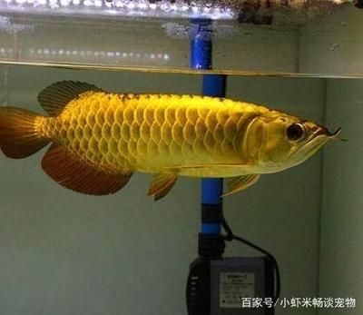 金龍魚的眼睛是什么顏色的？：金龍魚的眼睛顏色可以根據品種和個體差異有所不同