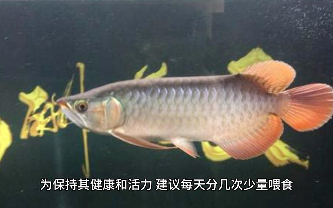 紅龍魚繁殖時(shí)水質(zhì)要求有哪些？
