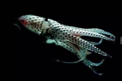 龍魚浮水面游來游去：龍魚浮水面游來游去的原因 龍魚浮水面游來游去：龍魚浮水面游來游去的原因 龍魚百科 第5張