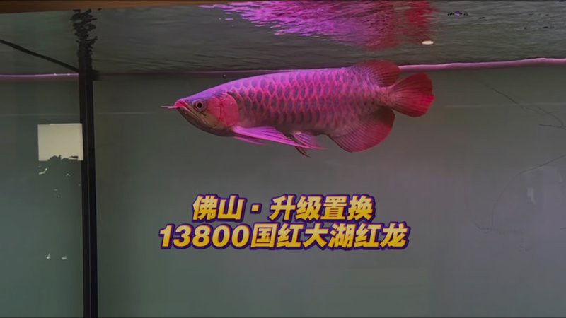 哪里可以購買到頂級橘紅龍魚？