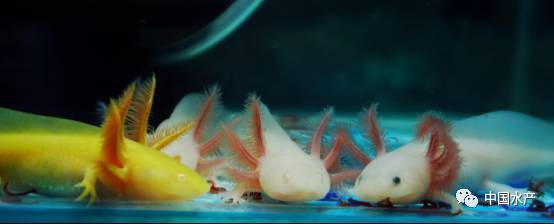 如何區分六角海龍和四角龍魚？ 如何區分六角海龍和四角龍魚？ 龍魚百科 第7張