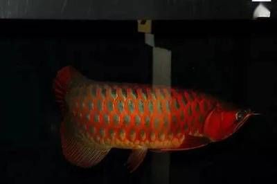 紅龍魚鰓蓋發的是黃色是不是就是橙龍【如何準確區分紅龍魚和橙龍】