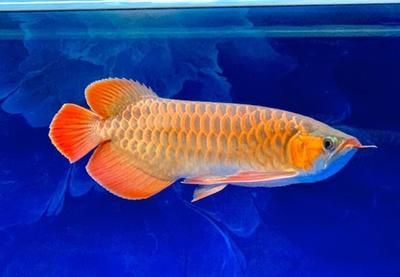 紅龍魚鰓蓋發的是黃色是不是就是橙龍【如何準確區分紅龍魚和橙龍】