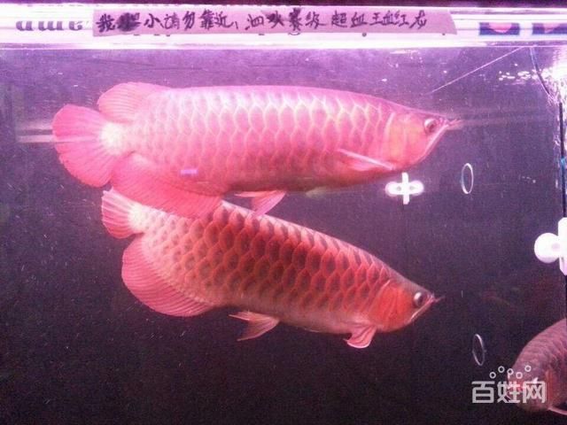 金龍魚 喂養：金龍魚喂養的相關信息