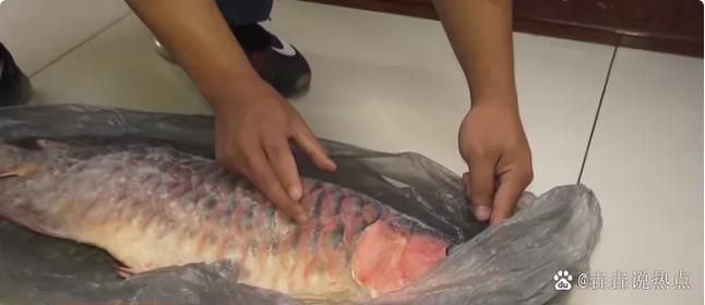 龍魚魚缸需要多久換一次水？ 龍魚魚缸需要多久換一次水？ 龍魚百科 第9張