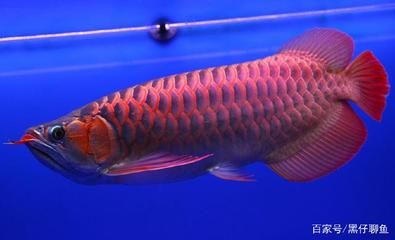 龍魚(yú)喂食大麥蟲(chóng)會(huì)死嗎：喂食大麥蟲(chóng)會(huì)對(duì)龍魚(yú)的健康產(chǎn)生影響嗎？