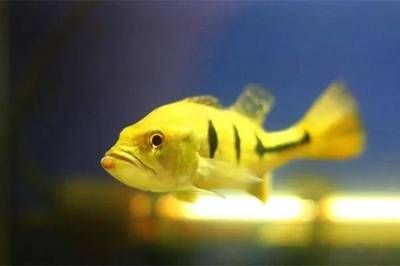 帝王魚和龍魚混養可以嗎：帝王魚和龍魚可以混養嗎
