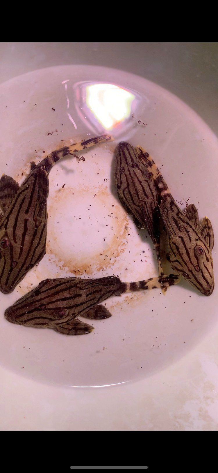 綠皮皇冠豹的弱點(diǎn)在哪里