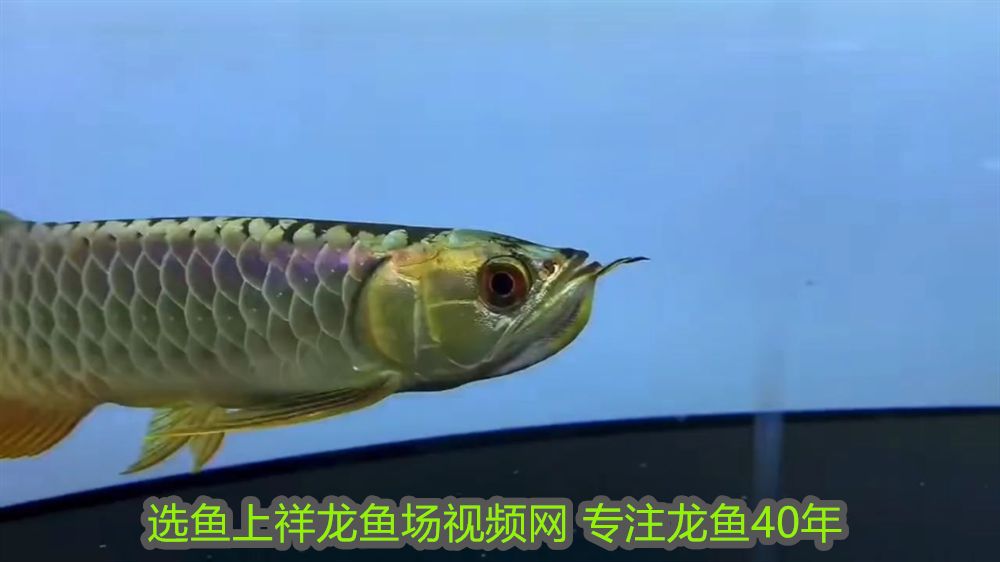 紅龍魚混養視頻高清版：紅龍魚混養視頻高清，打造絢麗多彩的水族世界