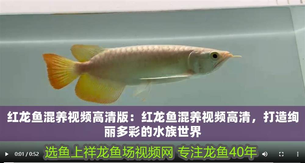 紅龍魚混養視頻高清版：紅龍魚混養視頻高清，打造絢麗多彩的水族世界