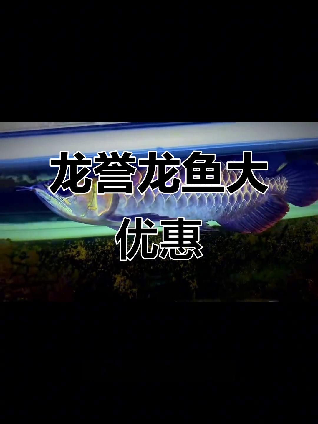 哪里可以購買到純種的過背藍底金龍魚？ 哪里可以購買到純種的過背藍底金龍魚？ 龍魚百科 第4張