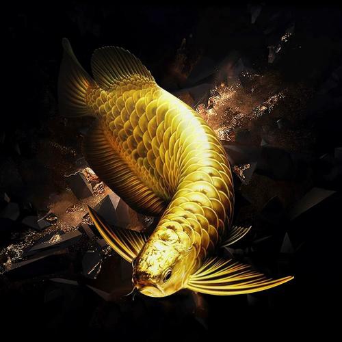 哪里可以購買到純種的過背藍底金龍魚？ 哪里可以購買到純種的過背藍底金龍魚？ 龍魚百科 第15張