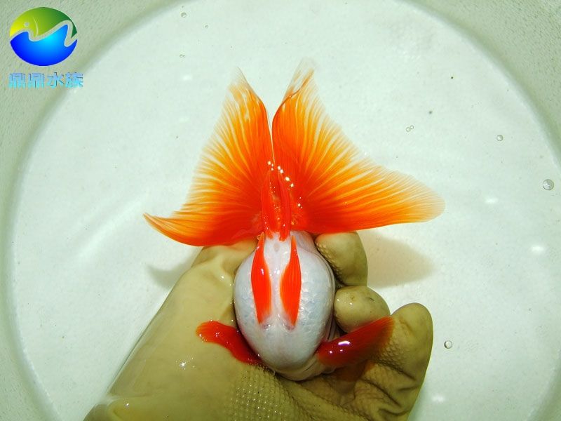 常見淡水觀賞魚種類：常見的淡水觀賞魚種類
