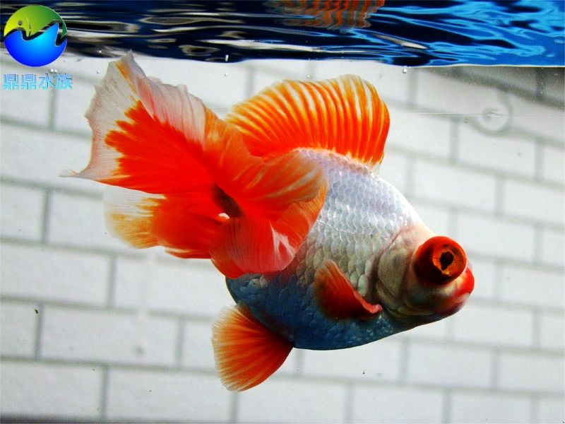 常見淡水觀賞魚種類：常見的淡水觀賞魚種類