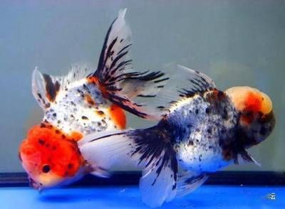 常見淡水觀賞魚種類：常見的淡水觀賞魚種類