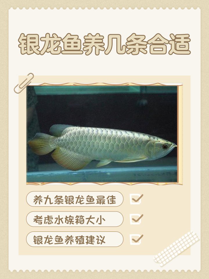 我家有個魚缸一般銀龍魚買幾養幾條 我家有個魚缸一般銀龍魚買幾養幾條 龍魚百科 第11張