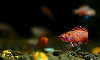 龍魚變色要多長時間才能恢復正常：龍魚變色恢復時間取決于多種因素，龍魚的變色恢復時間取決于多種因素 龍魚變色要多長時間才能恢復正常：龍魚變色恢復時間取決于多種因素，龍魚的變色恢復時間取決于多種因素 龍魚百科 第2張