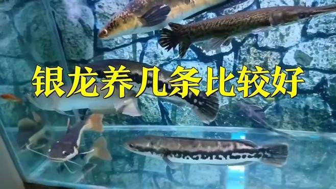 魚缸養幾條銀龍魚最好