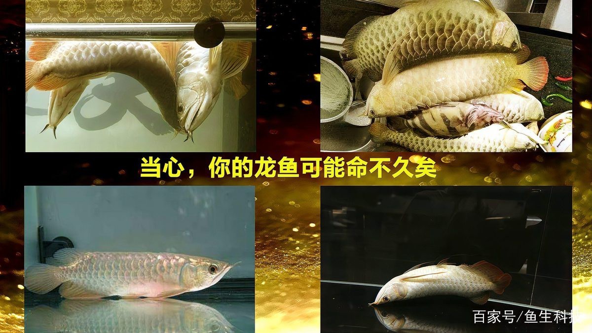 如何延長短身龍魚的壽命？