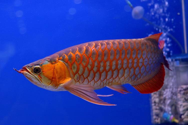 哪里可以找到更多高清龍魚圖片？ 哪里可以找到更多高清龍魚圖片？ 龍魚百科 第16張
