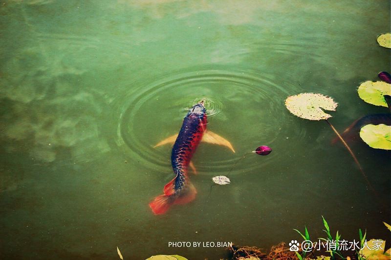 哪里可以找到更多高清龍魚圖片？ 哪里可以找到更多高清龍魚圖片？ 龍魚百科 第28張