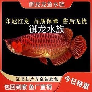 關(guān)于龍魚的紀(jì)錄片：關(guān)于龍魚的繁殖紀(jì)錄片在廣州龍魚批發(fā)市場(chǎng)網(wǎng)站上有提及