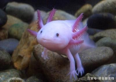 龍魚(yú)咬到手有沒(méi)有毒 龍魚(yú)咬到手有沒(méi)有毒 龍魚(yú)百科 第5張