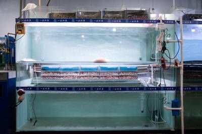 西安龍魚批發：西安楊大牌龍魚，水族界的瑰寶與藝術