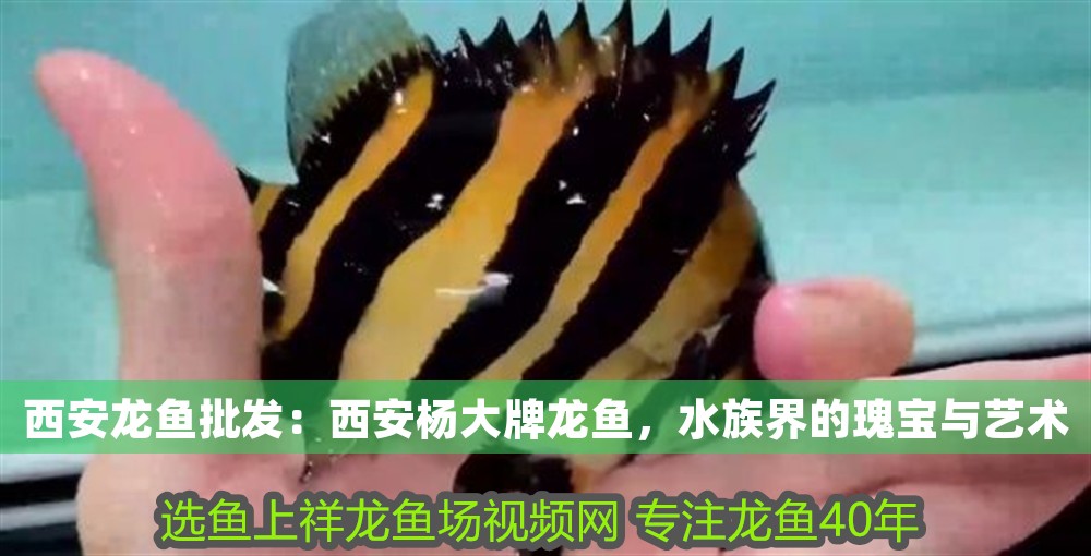 西安龍魚批發：西安楊大牌龍魚，水族界的瑰寶與藝術