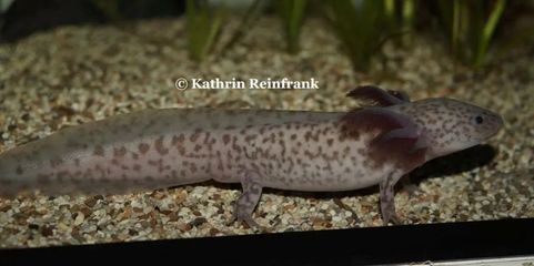 六角恐龍魚品相,六角恐龍魚品相鑒定技巧 龍魚百科 第1張 六角恐龍魚品相,六角恐龍魚品相鑒定技巧 六角恐龍魚品相,六角恐龍魚品相鑒定技巧 龍魚百科 第1張