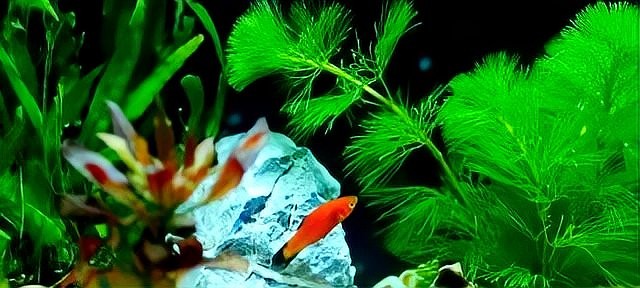 龍魚趴缸怎么辦視頻講解