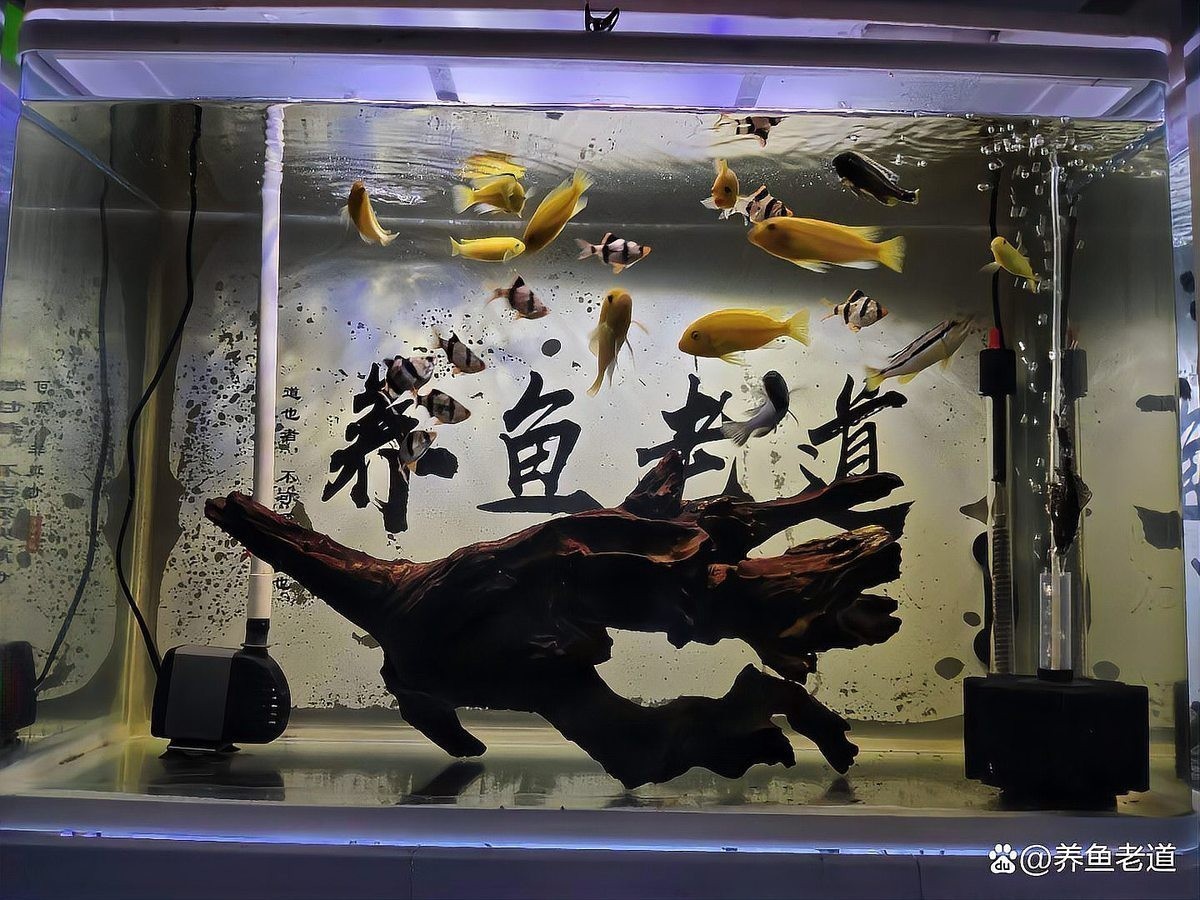 龍魚趴缸怎么辦視頻講解