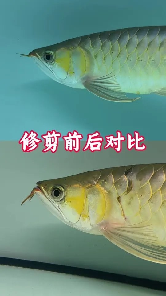 龍魚掉眼最嚴重圖片大全視頻