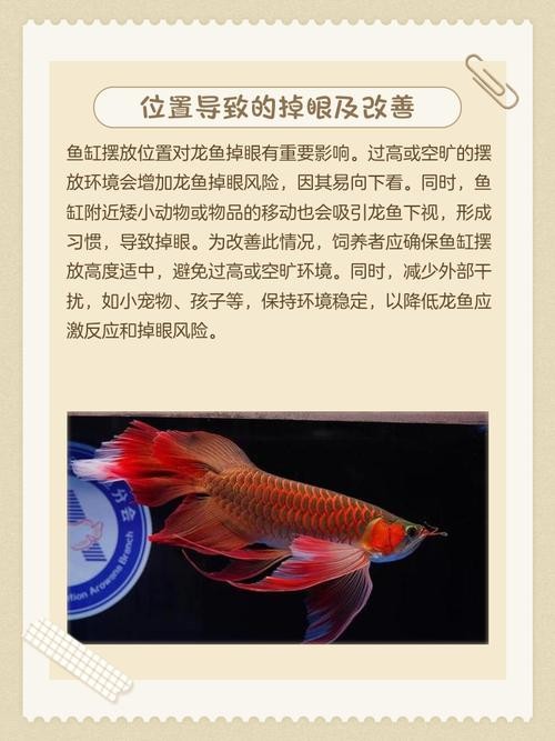 龍魚掉眼最嚴重圖片大全視頻