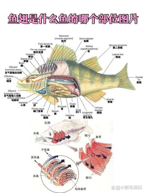 如何預防龍頭魚中毒？