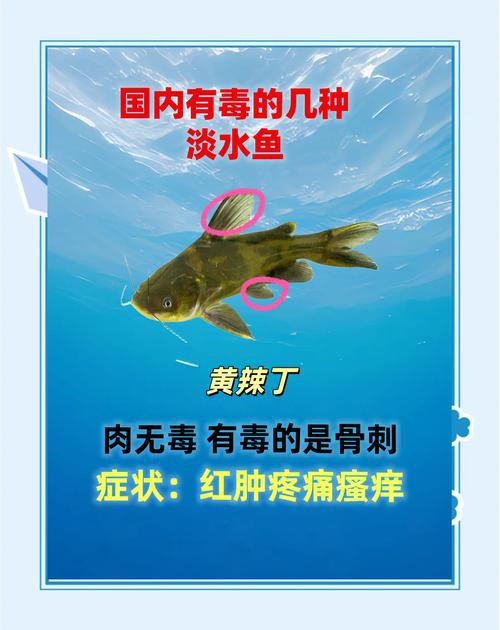 如何預防龍頭魚中毒？
