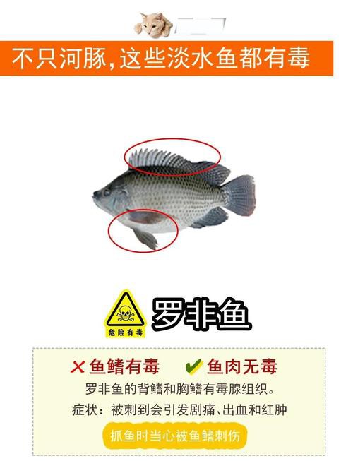 如何預防龍頭魚中毒？