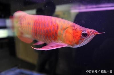 紅龍魚與金龍魚的區別是什么：紅龍魚與金龍魚的區別