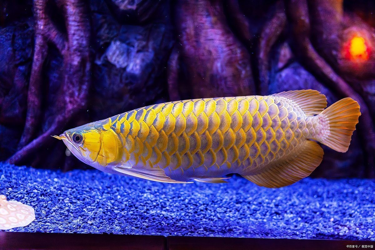 龍魚內(nèi)臟受損如何治療？