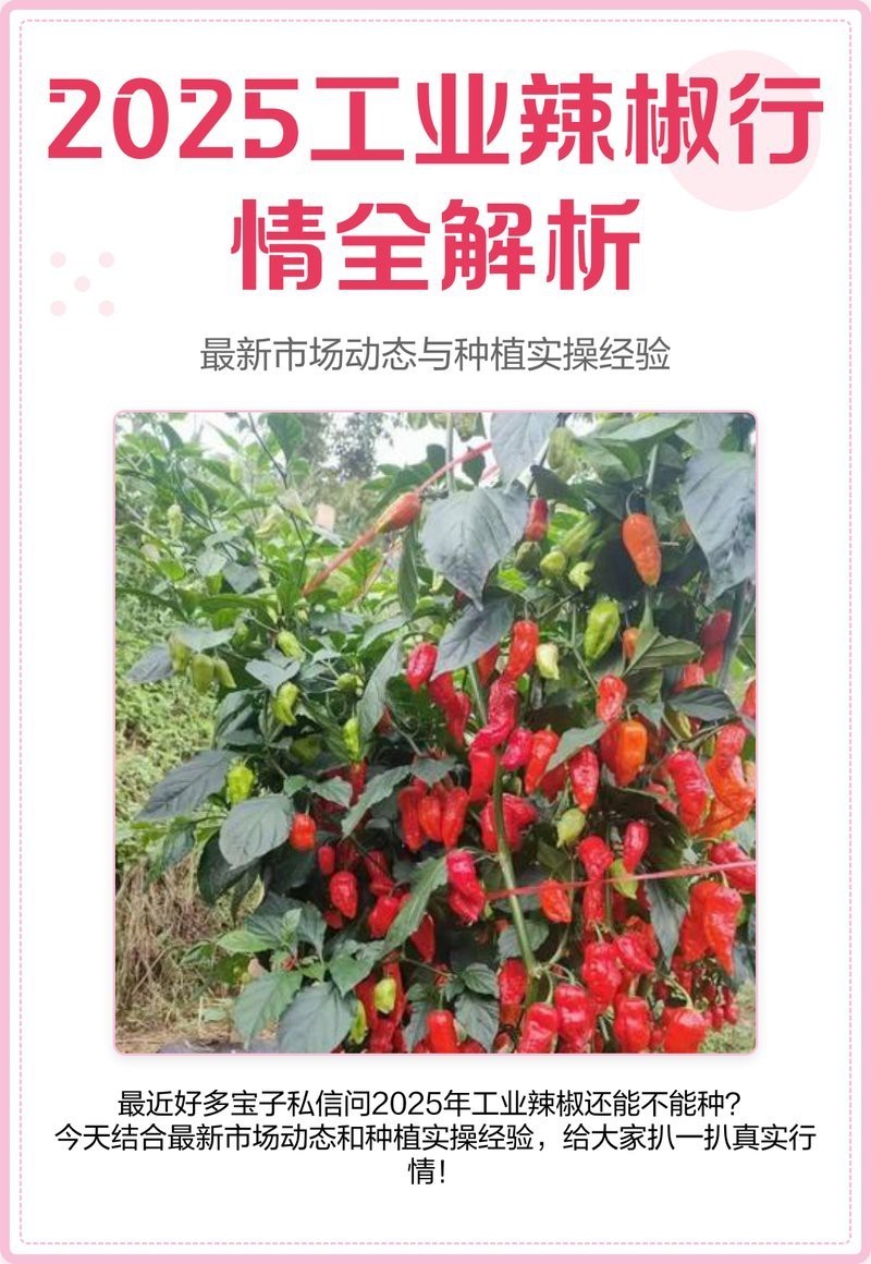 2025年辣椒紅龍產(chǎn)量預(yù)計(jì)如何？